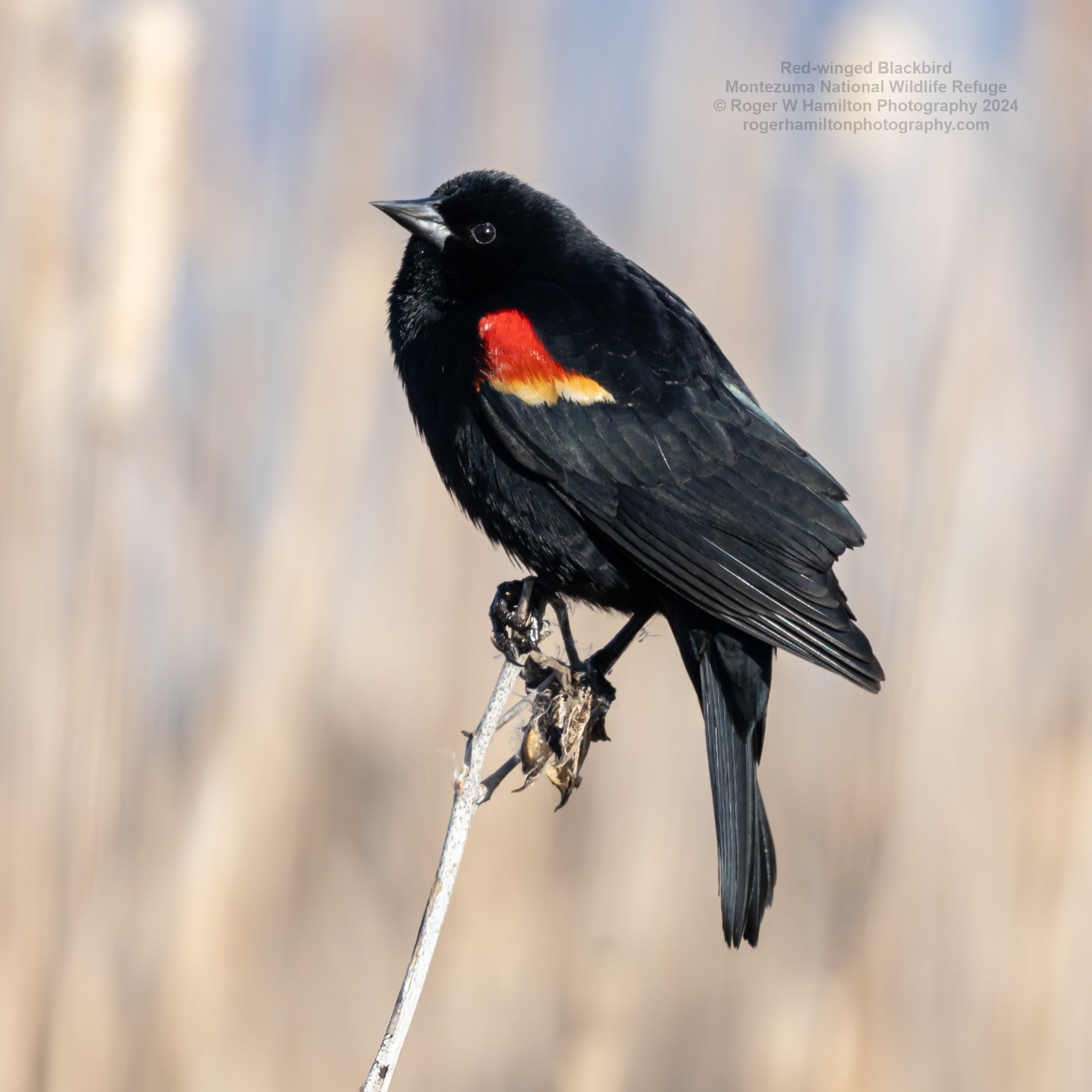 Red-winged Blackbird