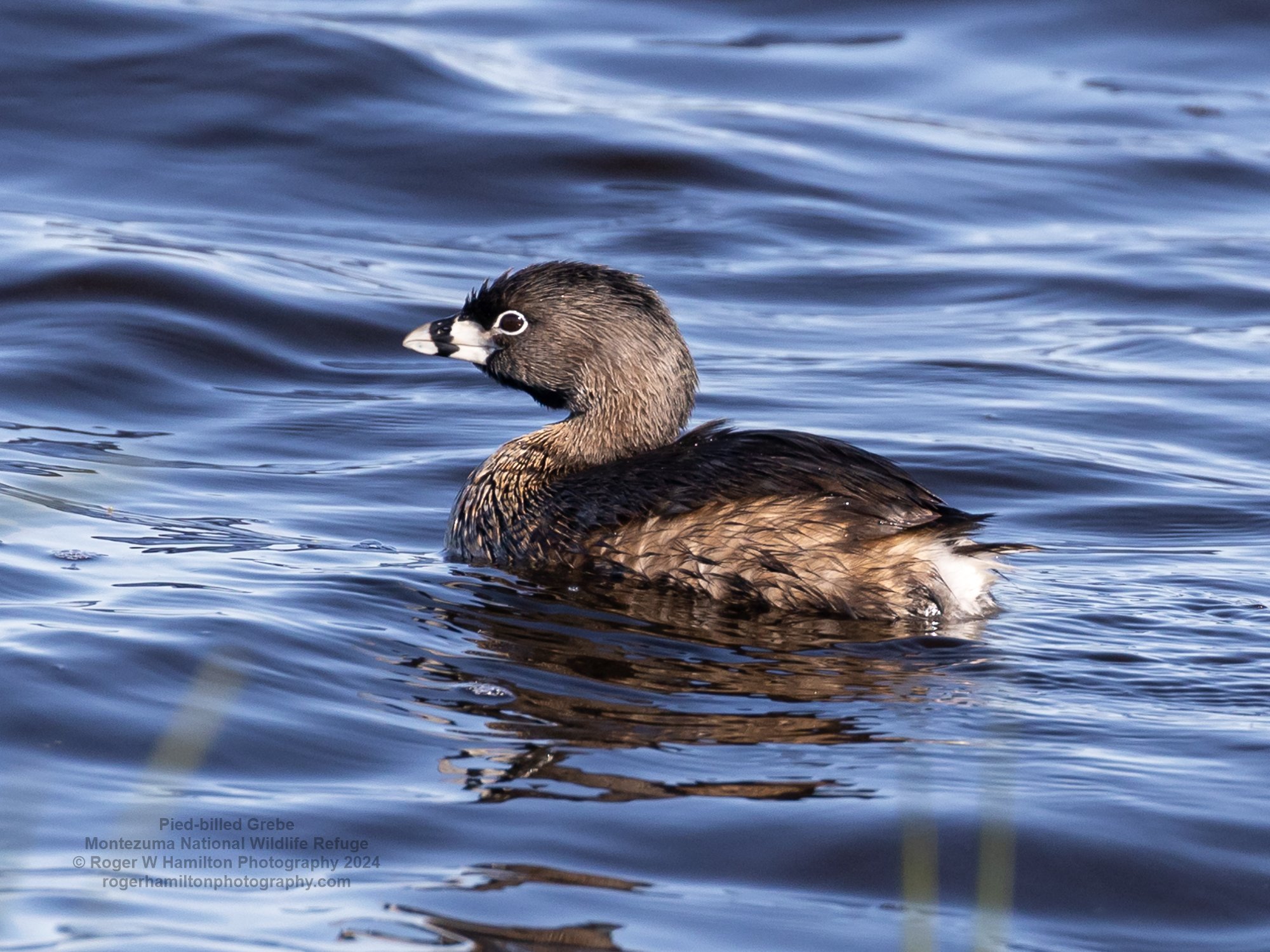 Pied-billed Grebe