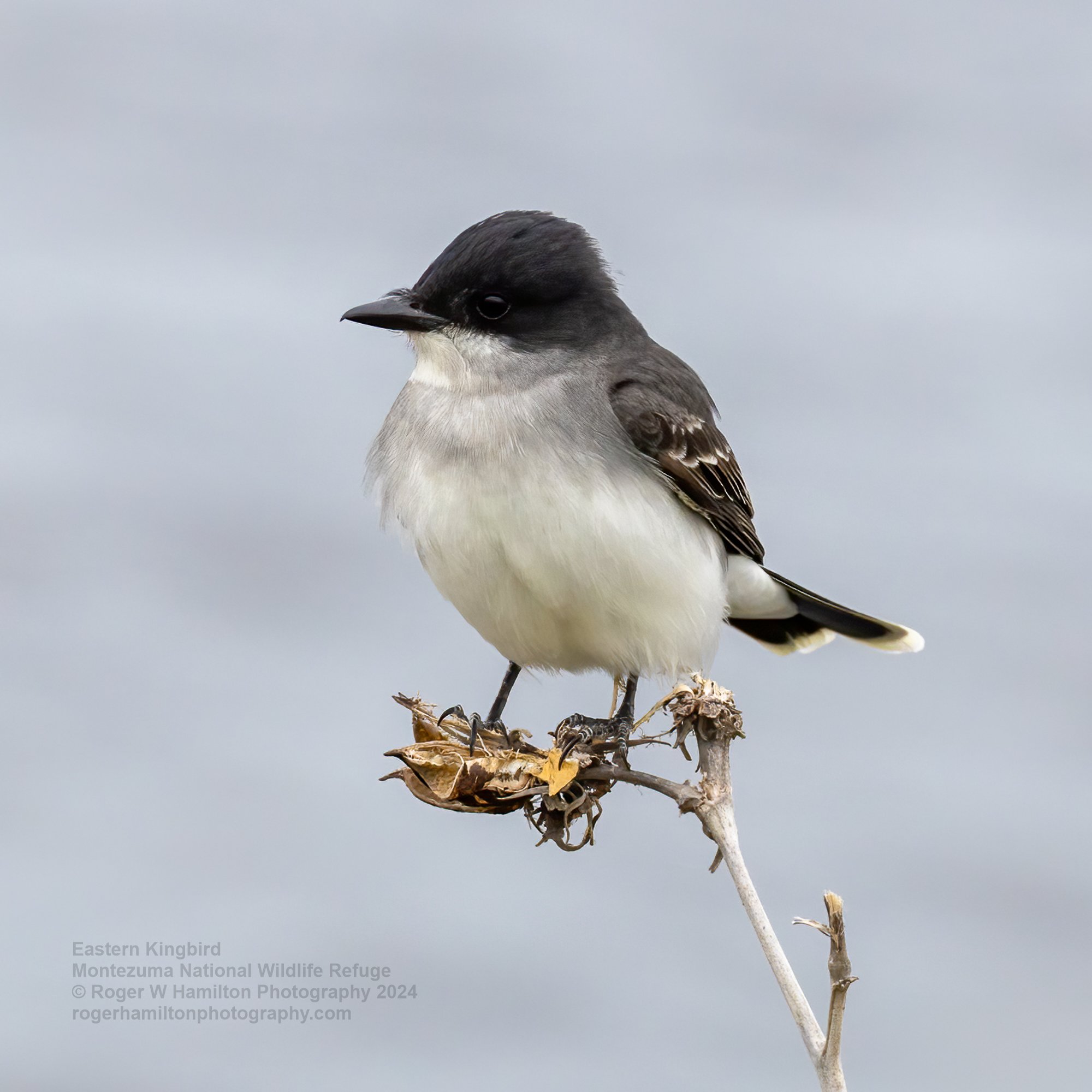 Eastern Kingbird