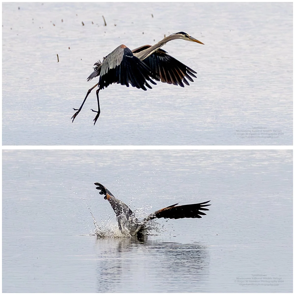 Great Blue Heron Splashdown