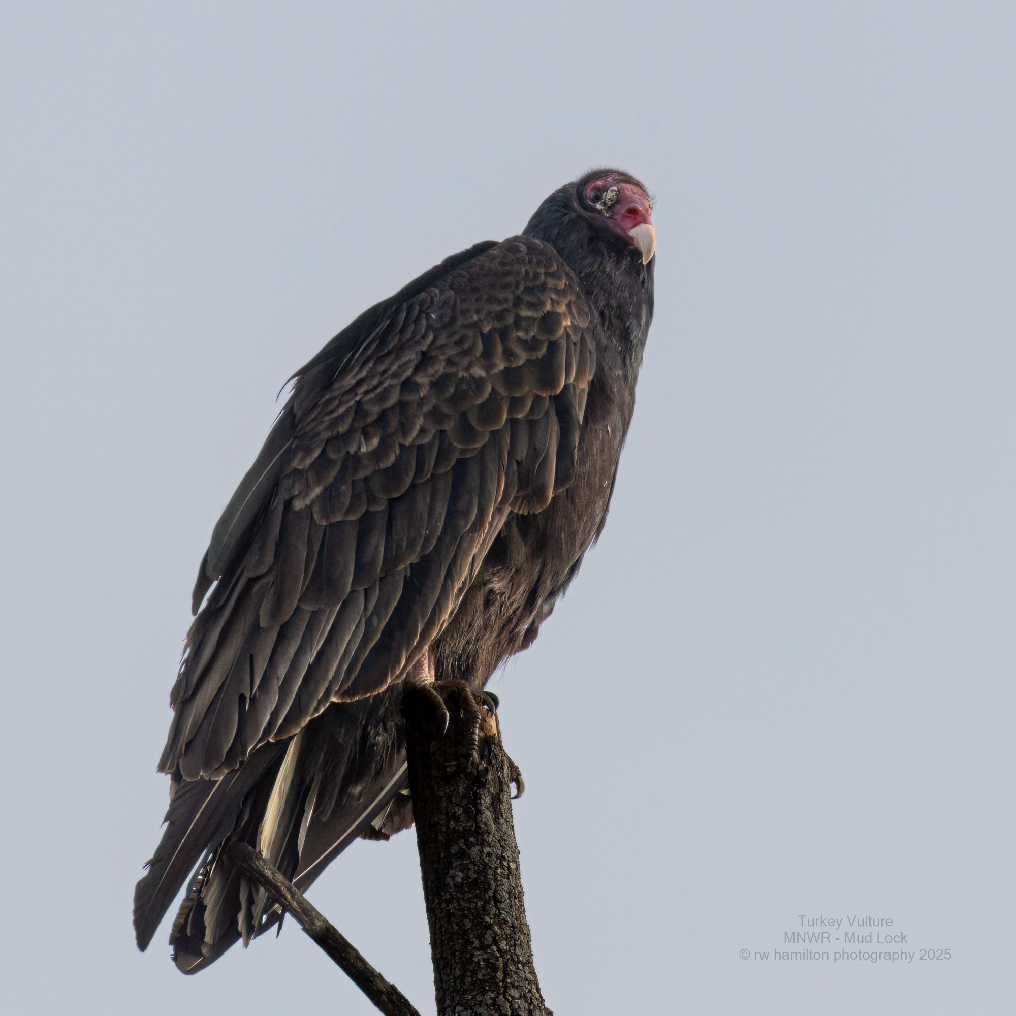 Turkey Vulture