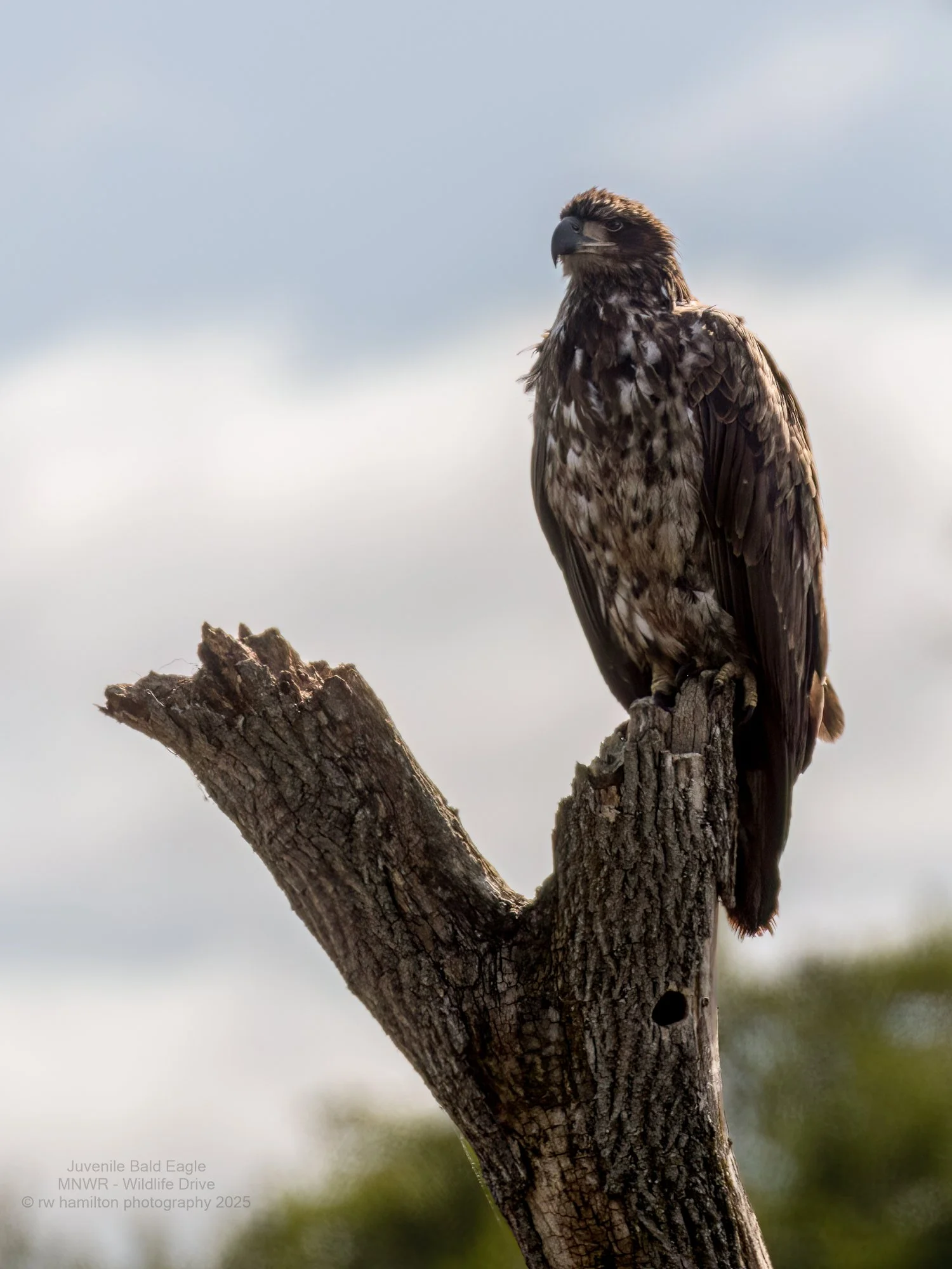 Juvenile Bald Eagle