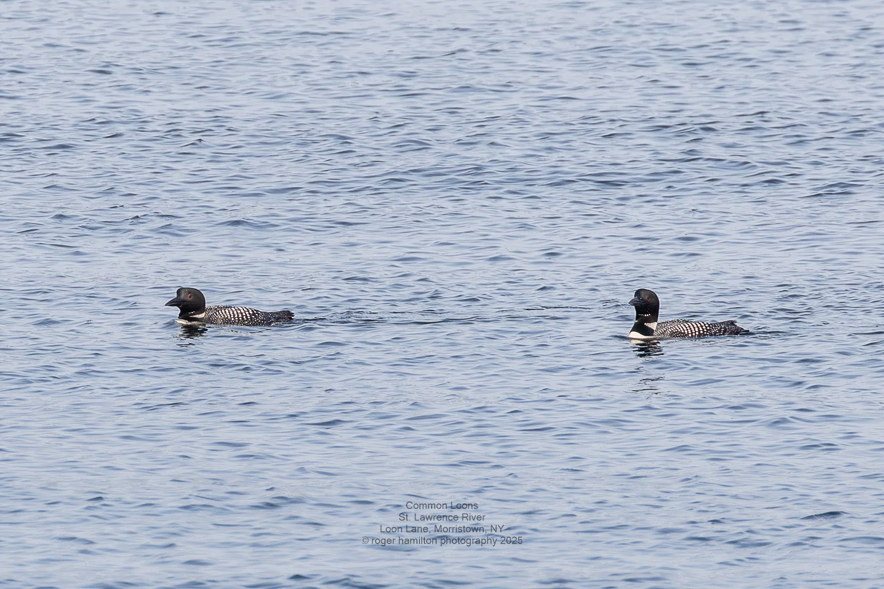 Common Loons