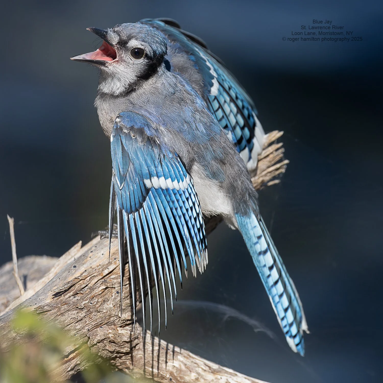 Blue Jay