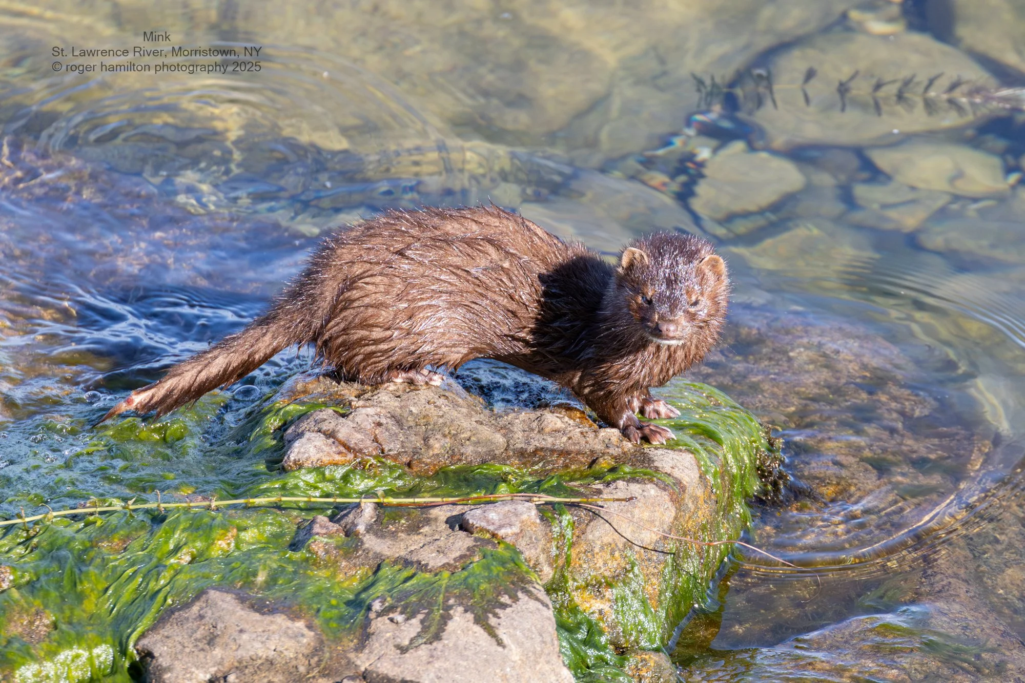 Mink