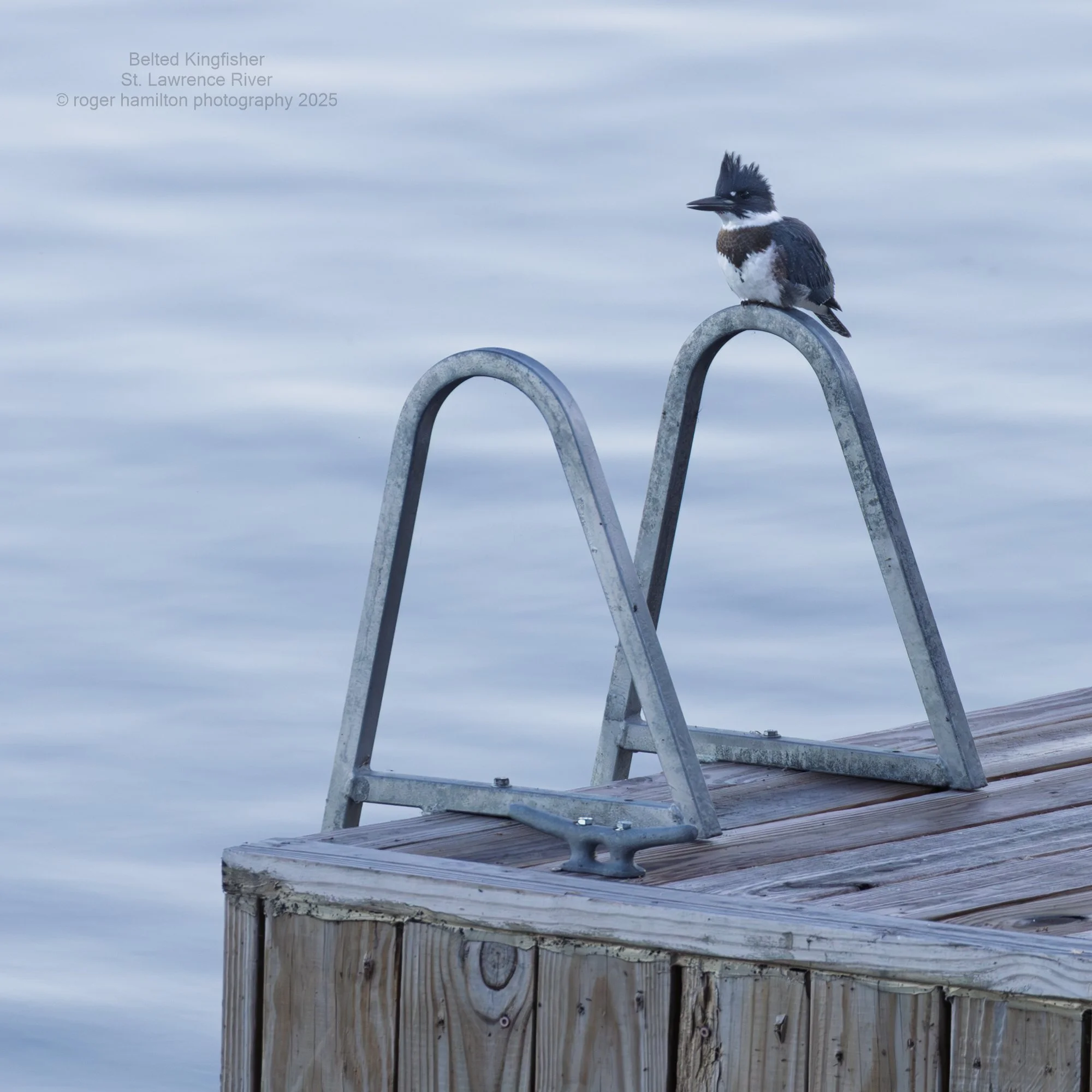 Belted Kingfisher