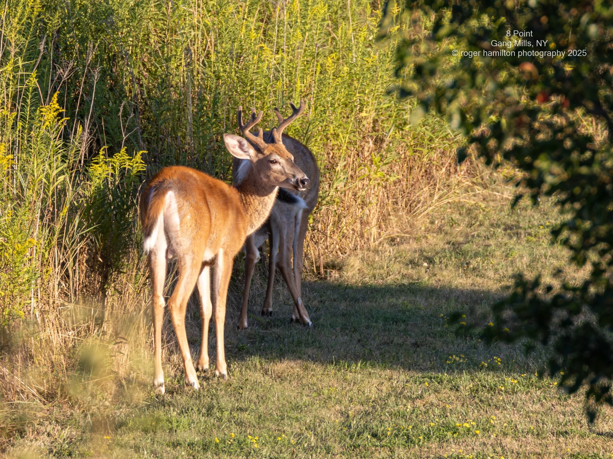 8 Point