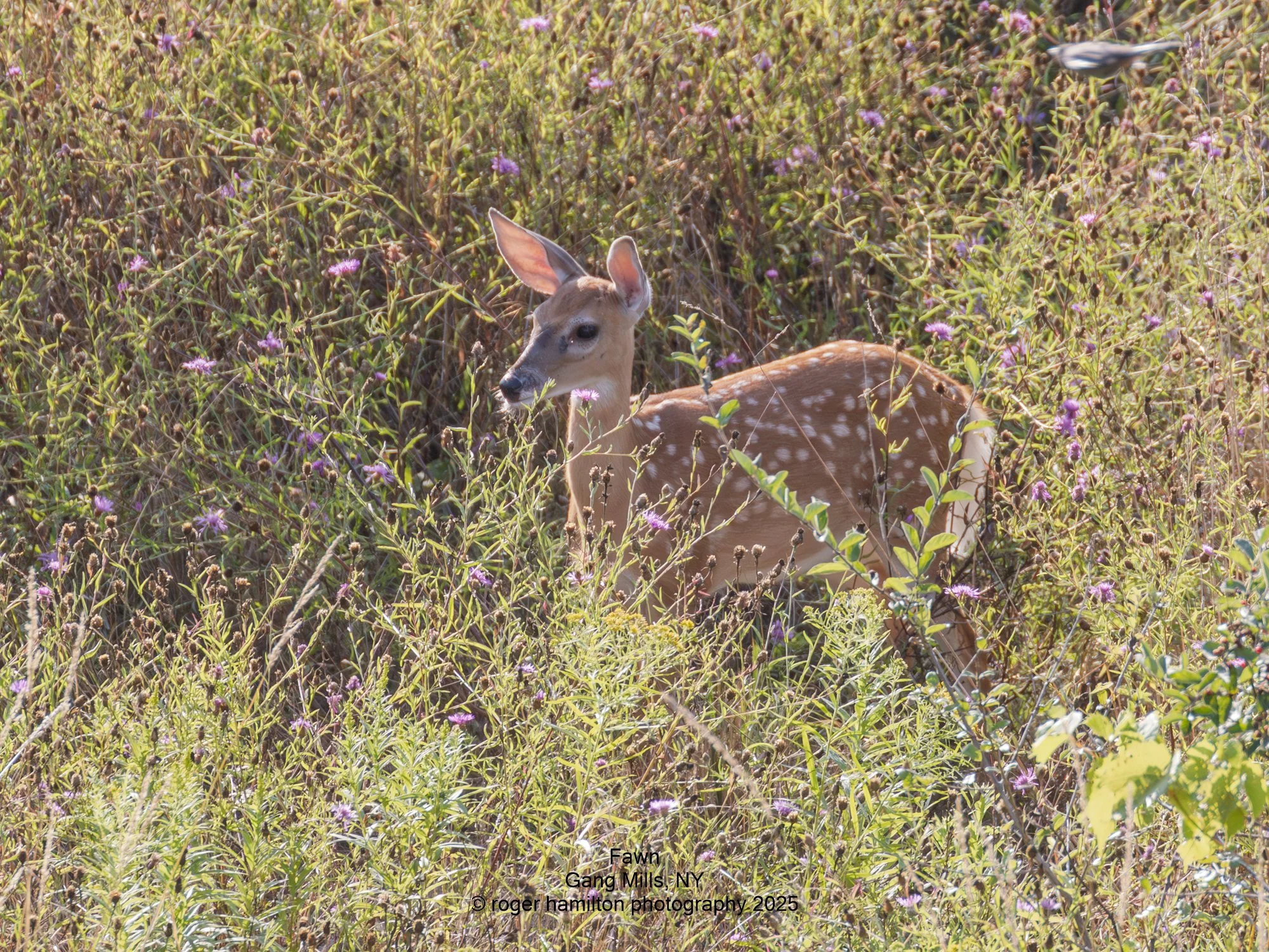 Fawn