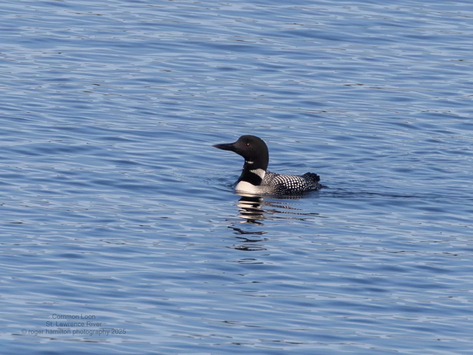 Common Loon