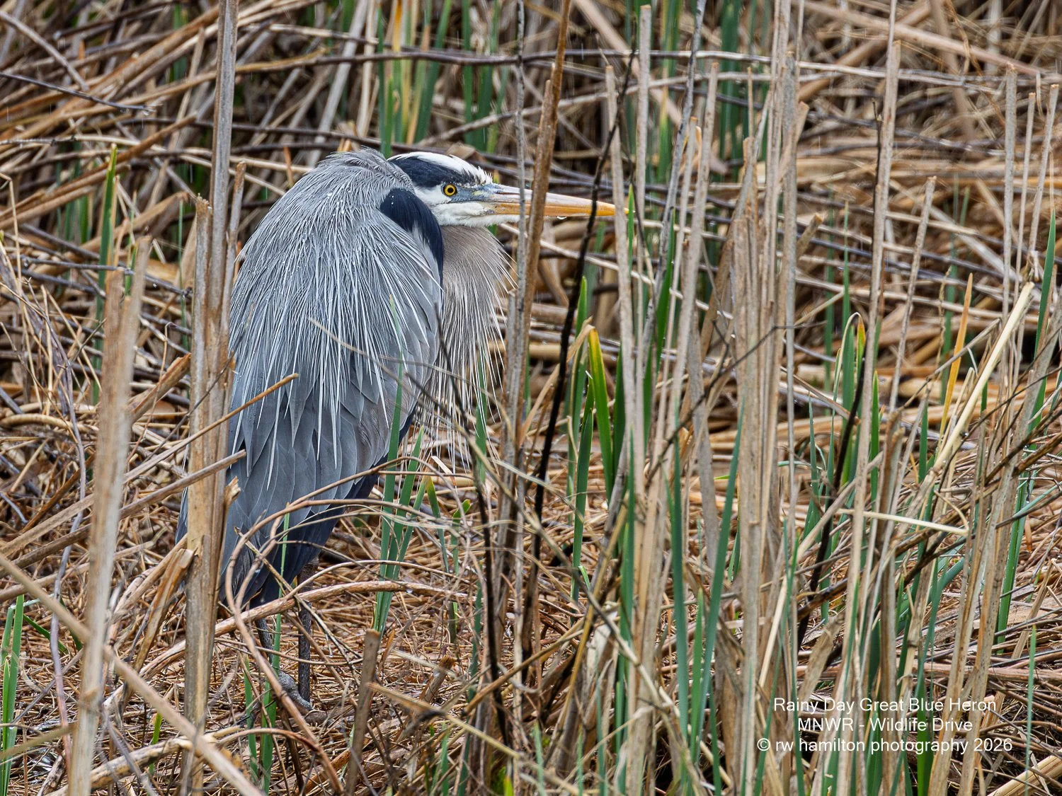 Rainy Day Great Blue Heron