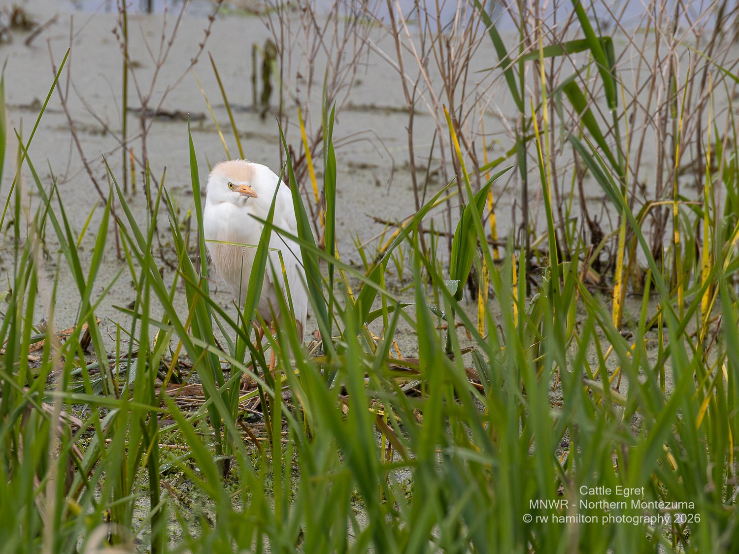 Cattle Egret