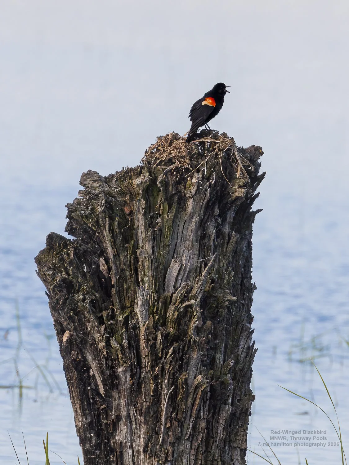 Red-Winged Blackbird