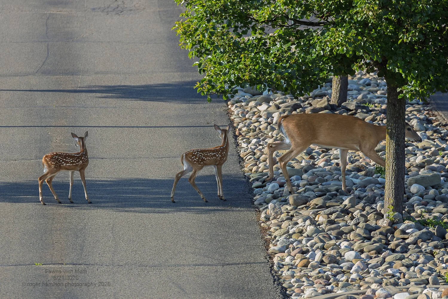 White-tailed Fawns with Mom