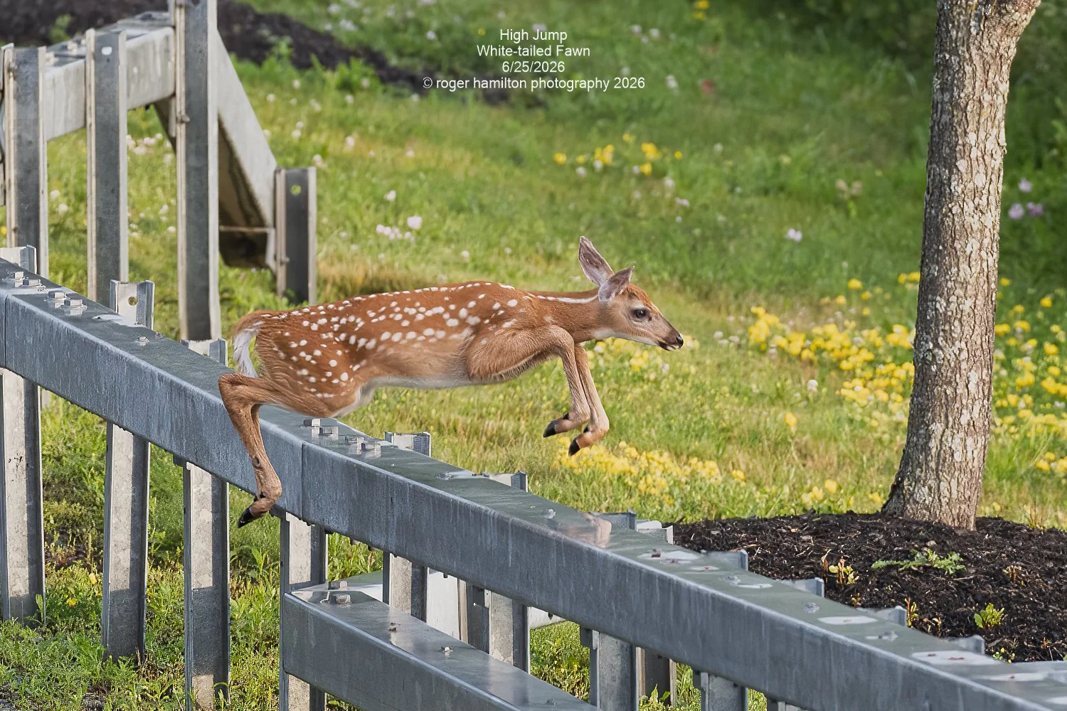 High Jump