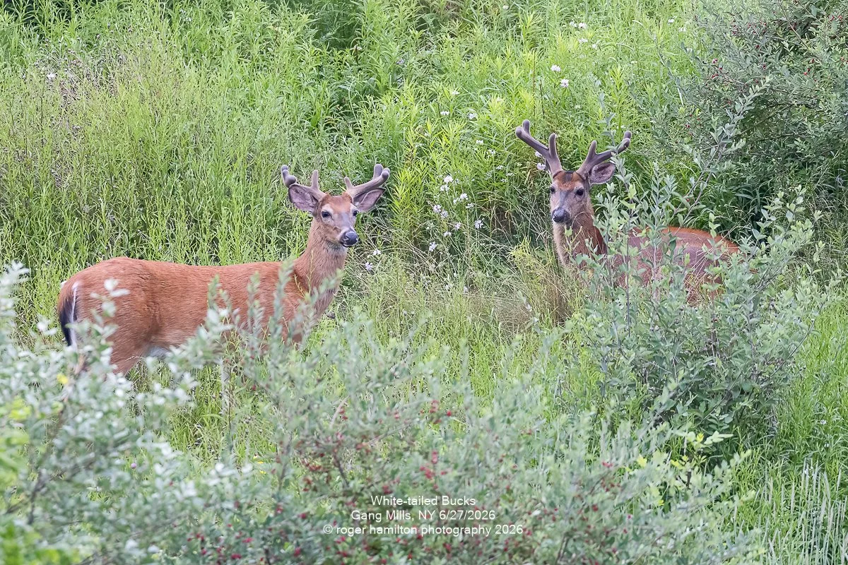 Two Bucks