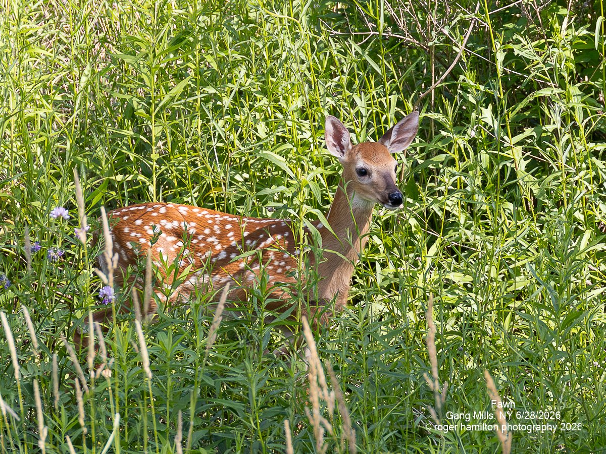 White-tailed Deer Fawn