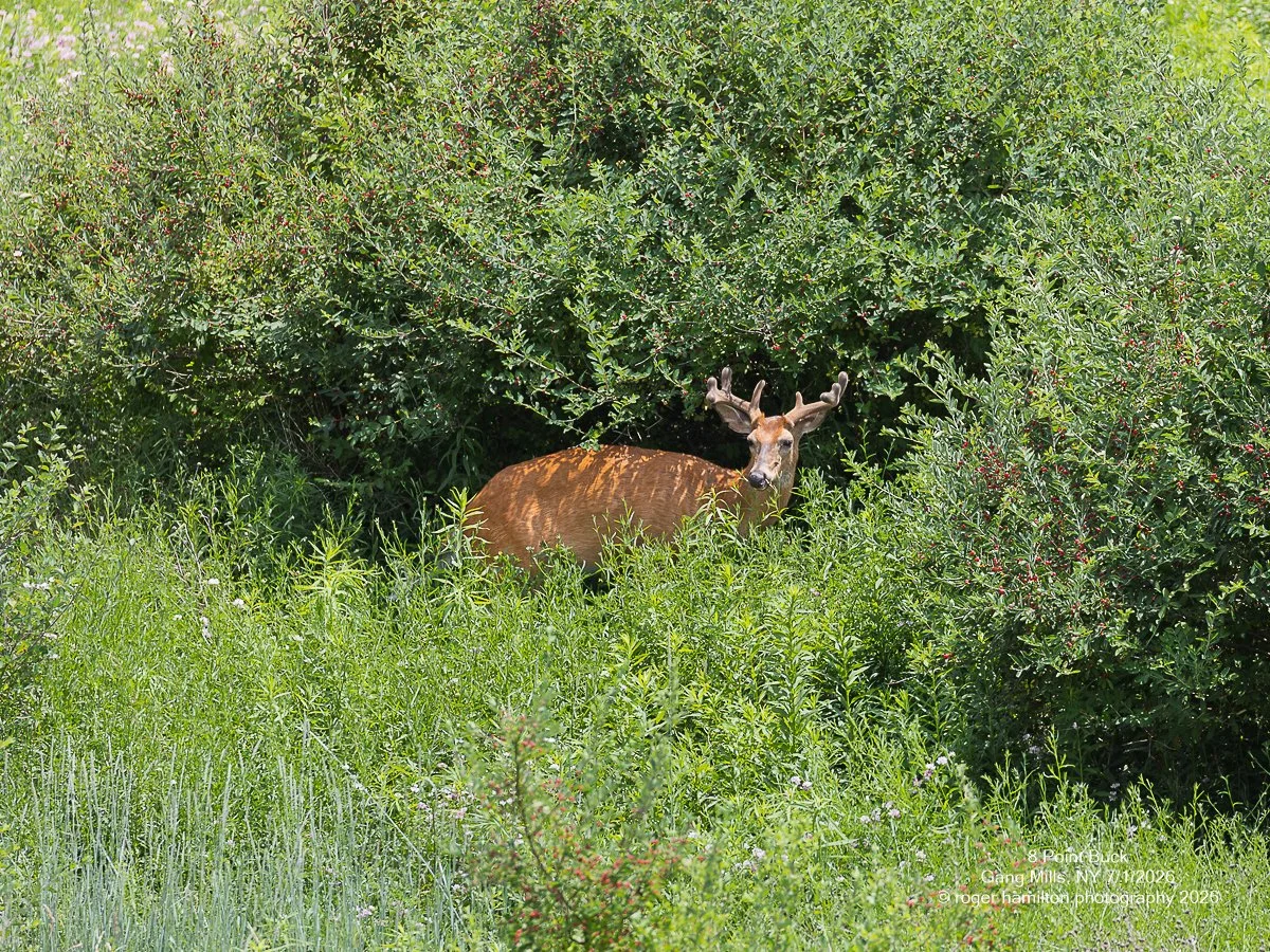 8 Point Buck in Velvet