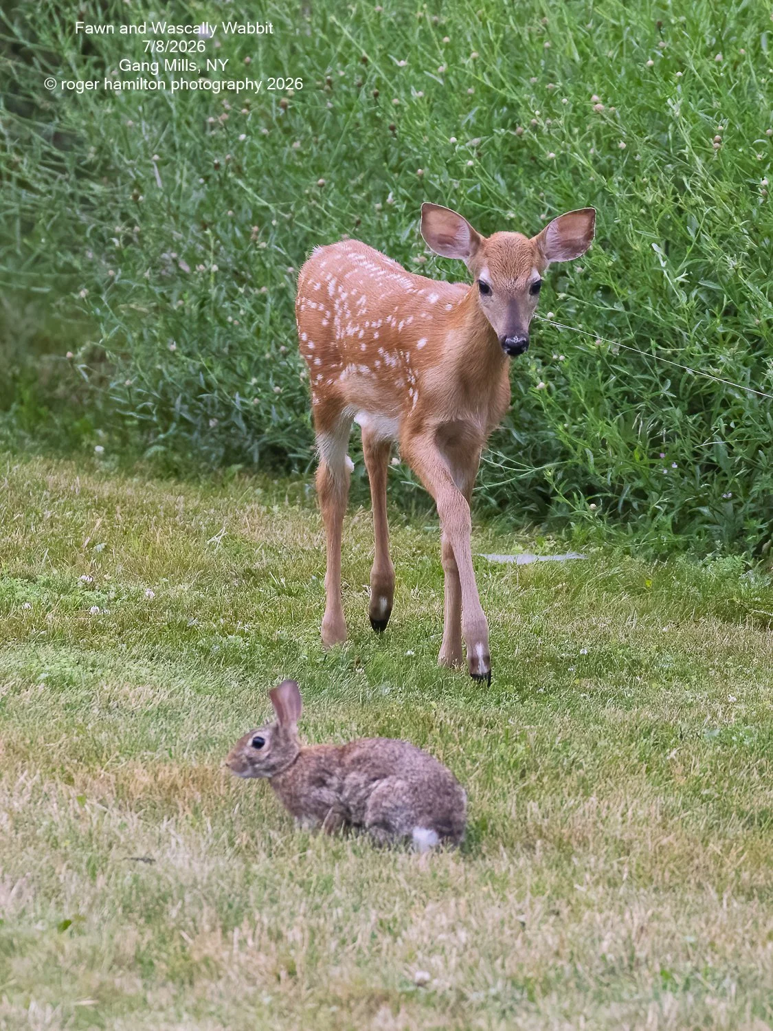 Fawn and Wascally Wabbit