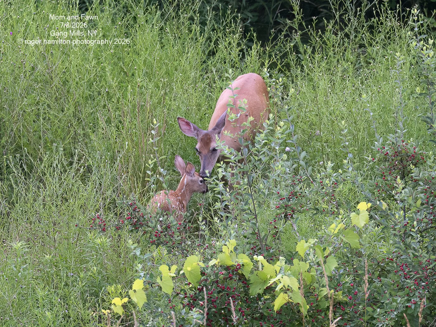 Mom and Fawn