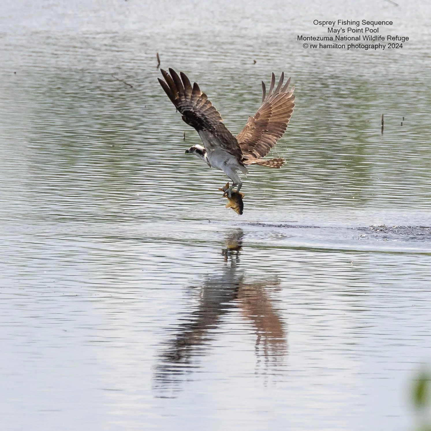 Osprey Fishing Sequence