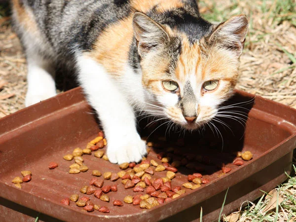 feral_cat_03.jpg