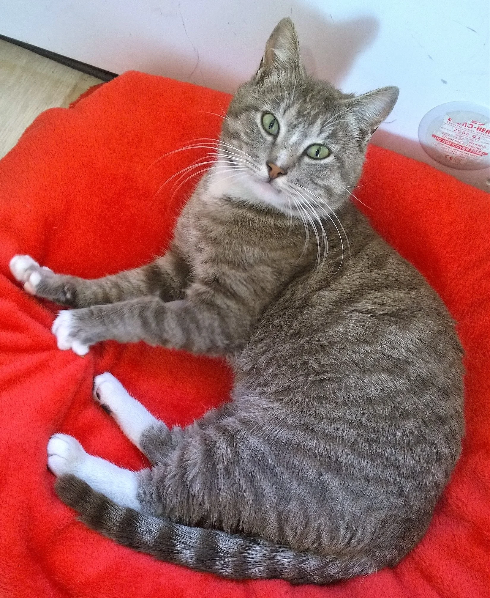 Kittens For Adoption Cape Town Animal Anti Cruelty League Cape Town Pet Health Careanimal Anti