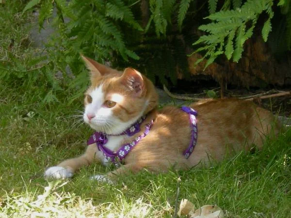 cat on harness 2.jpg