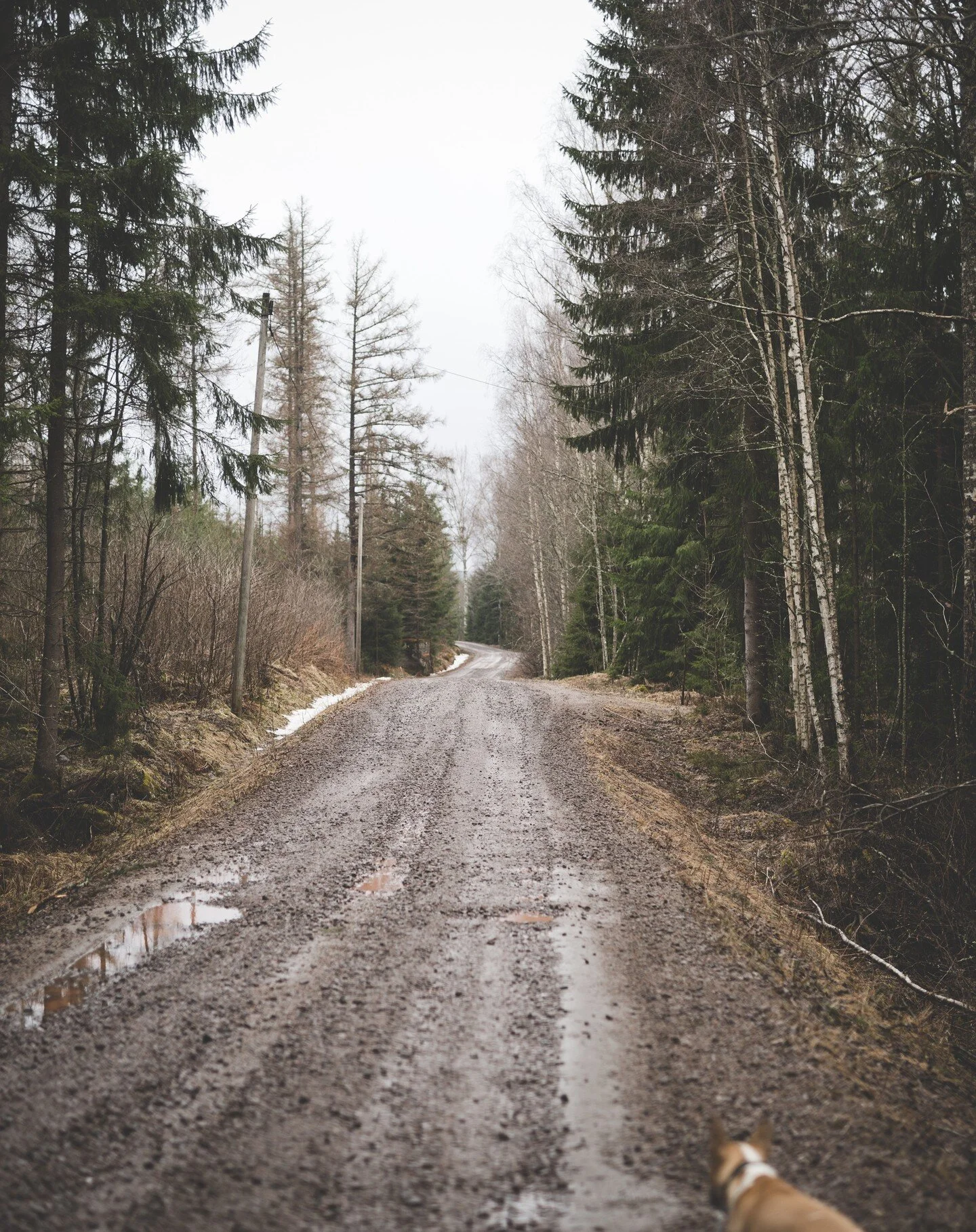 Suget av att fotografera b&ouml;rjar smyga sig p&aring; och idag p&aring; morgonpromenaden fick kameran h&auml;nga med p&aring; axeln. Det &auml;r mjukt i backen, f&aring;glar som kvittrar och en mjuk doft av dret. Helt fantastiskt vad sn&ouml;n kan 