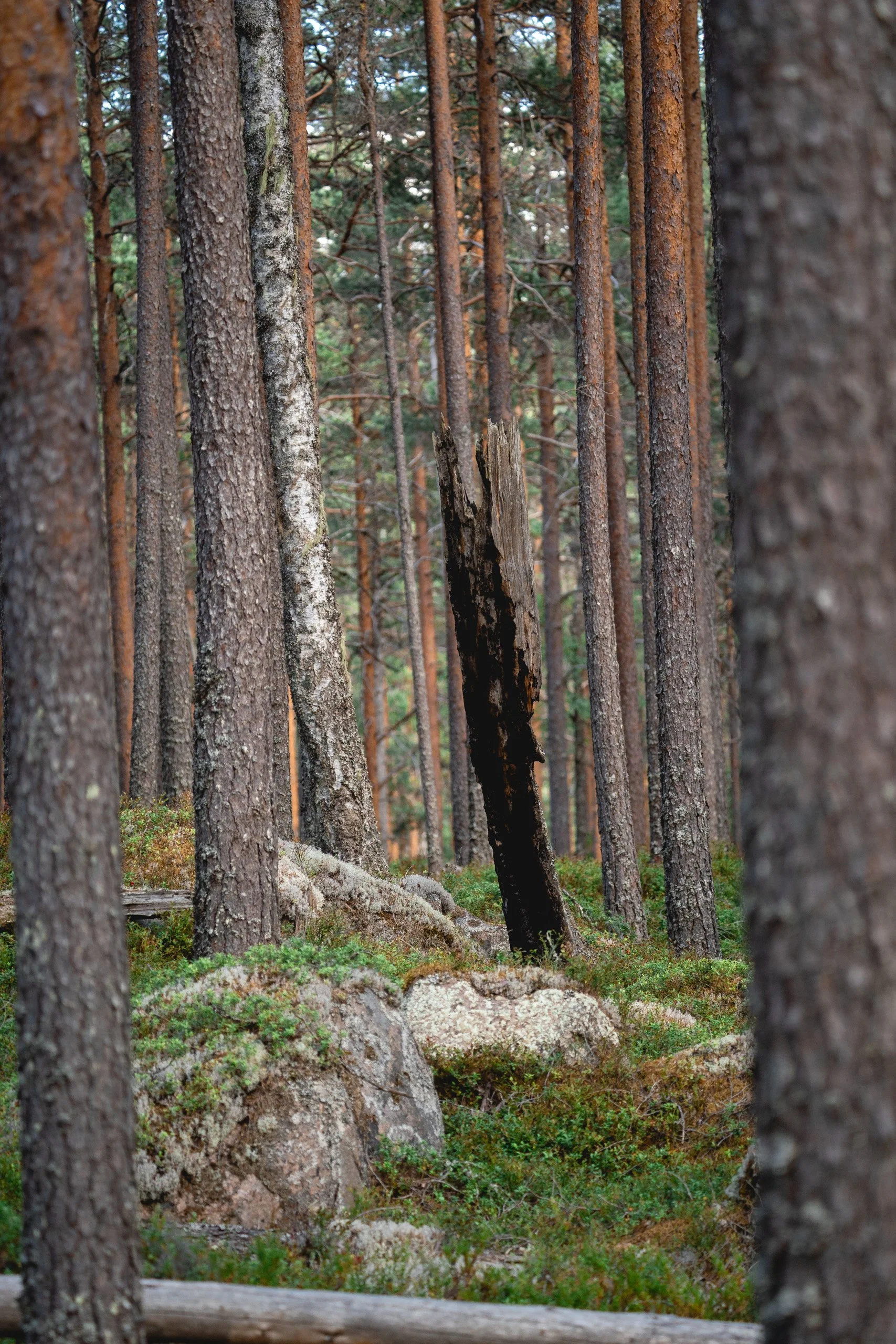 FrakensjomyrarnaBLOG-02944.jpg