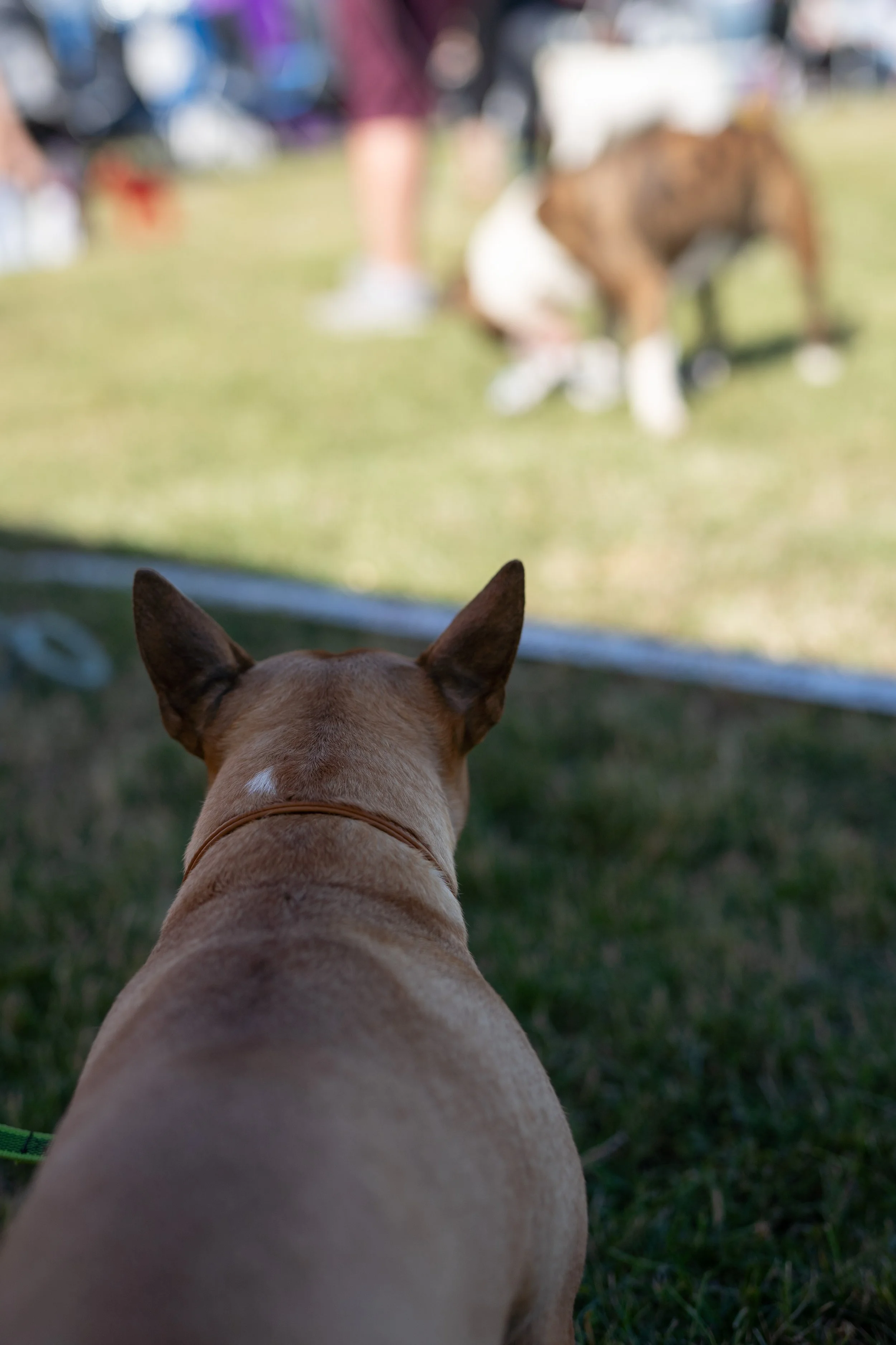 DSC02584.jpg