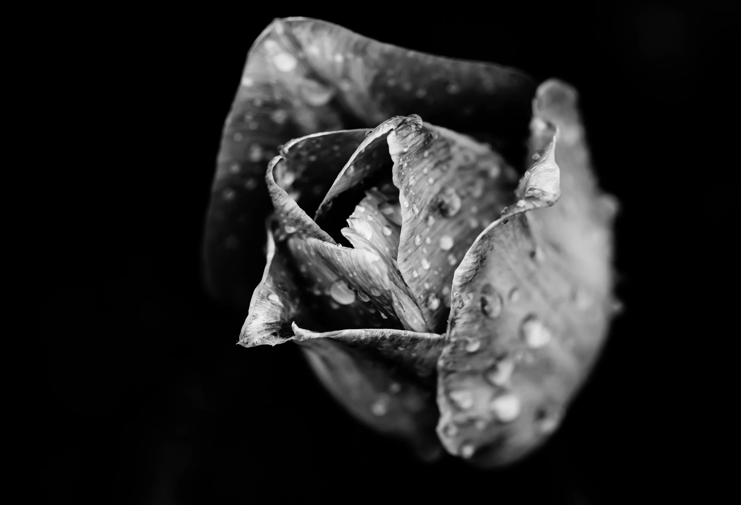 953A3723.jpg