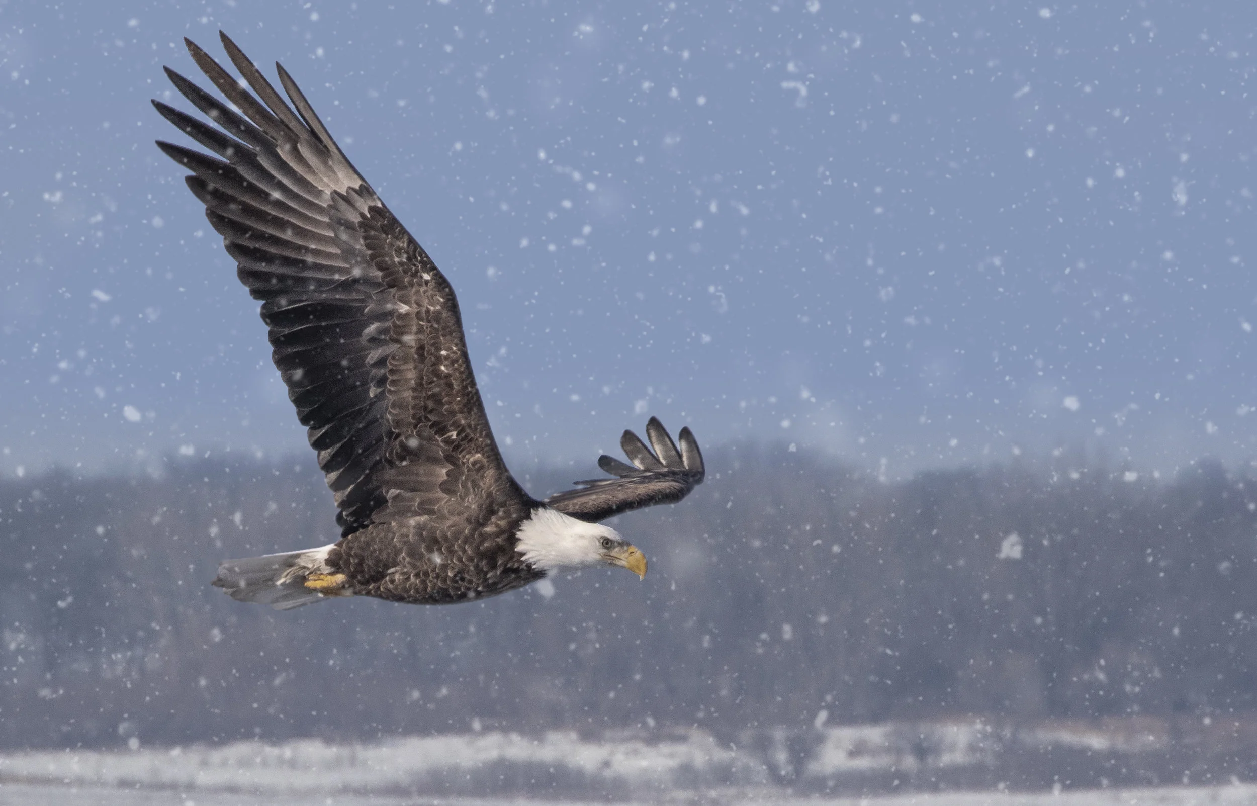 eagle_snow.jpg