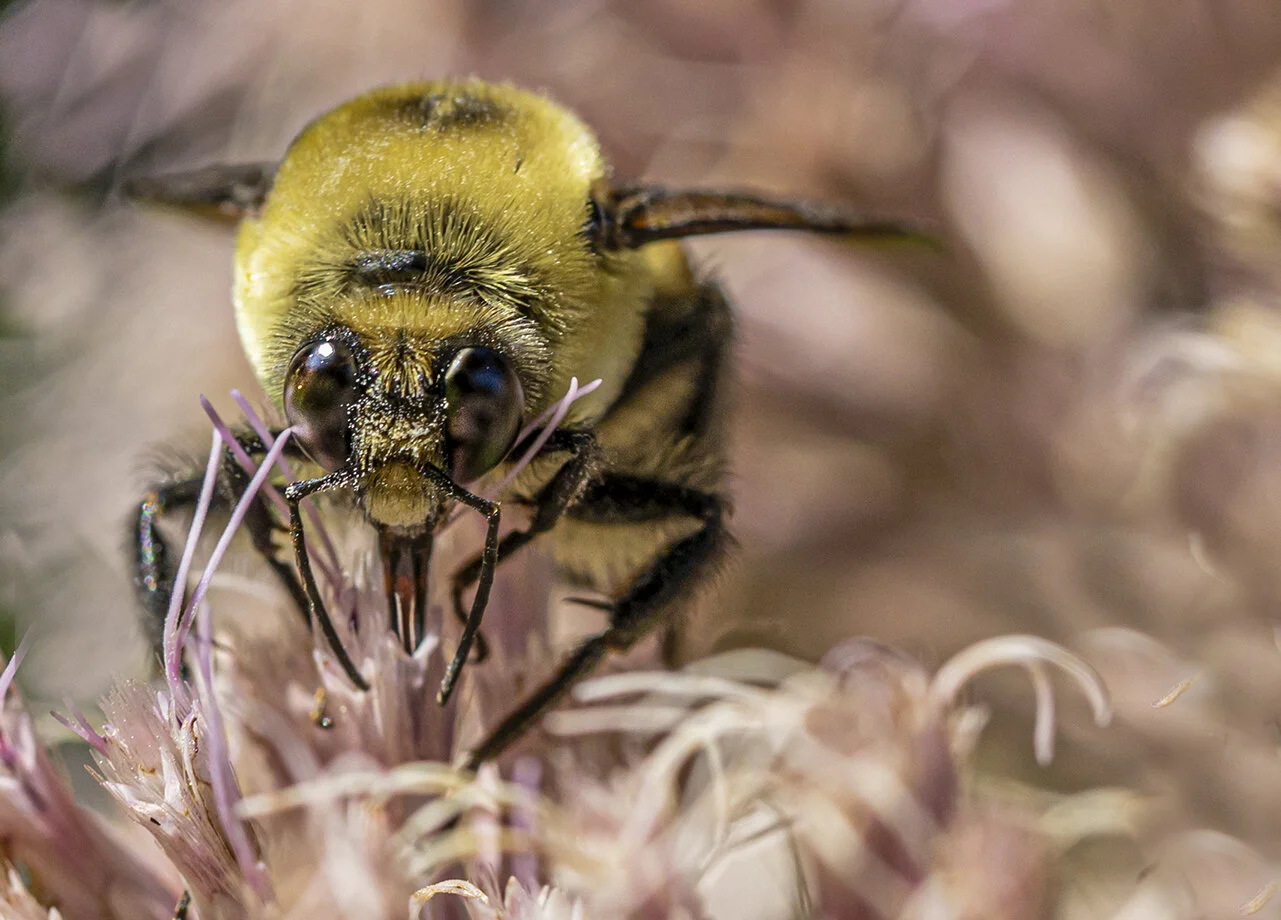 bee.jpg