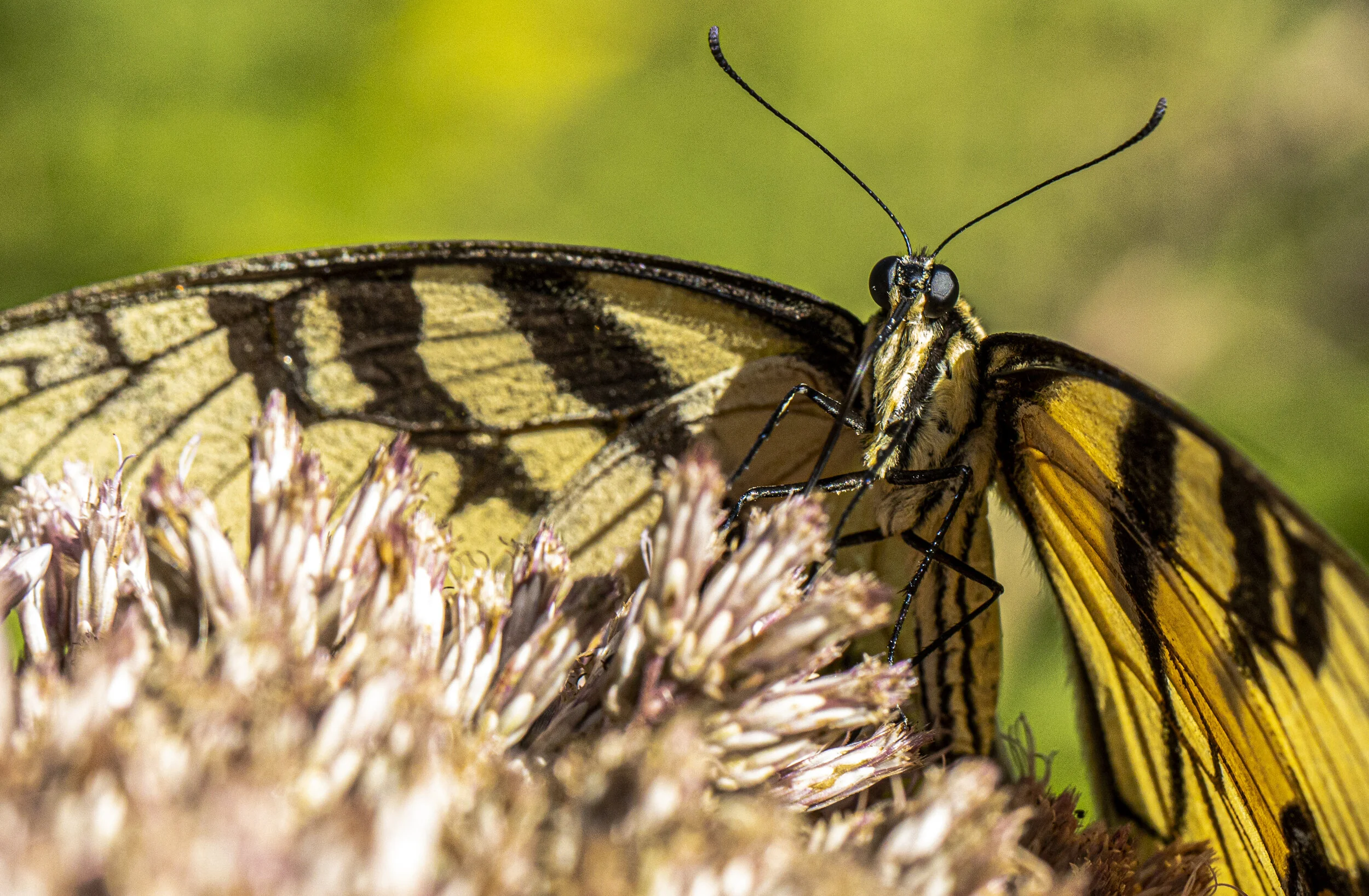 monarch.jpg