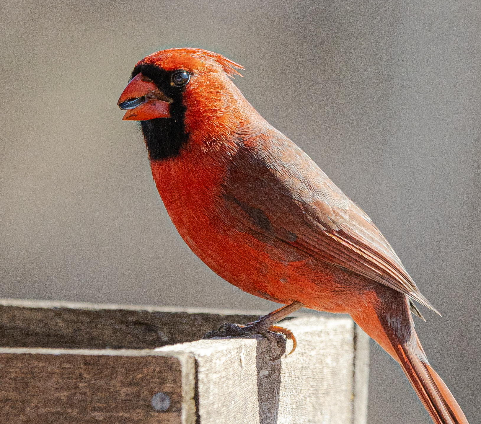 cardinal1.png