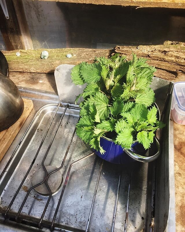 When times are tough, remember that nature will always provide. Nettle tea and nettle soup made in the moss valley kitchen today! Delicious and nutritious. Every spring I make a deliberate attempt to fast and detoxify my body with lots of nettles, cl