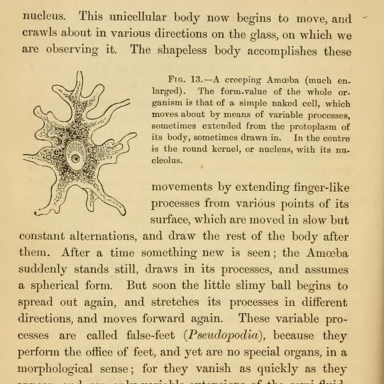  ‘Ein Kriechende Amoebe’ [A Creeping Amoeba], figure 7 from Ernst Haeckel,  Anthropogenie  […], Leipzig: W. Engelmann, 1874, vol. 1, page 110. Photo: Boston Medical Library, Francis A. Countway Library of Medicine.     
