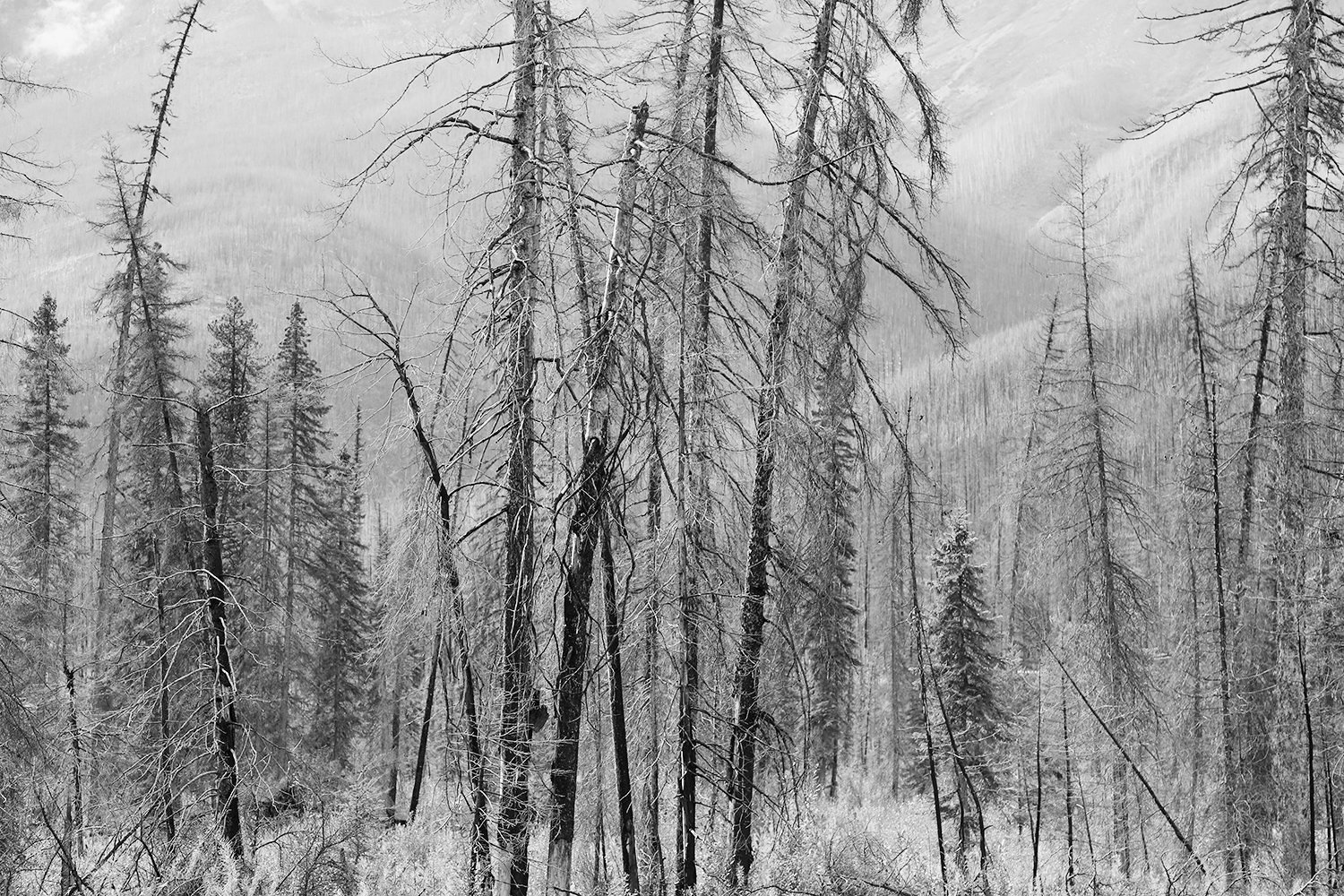 Skeletal Forest 8