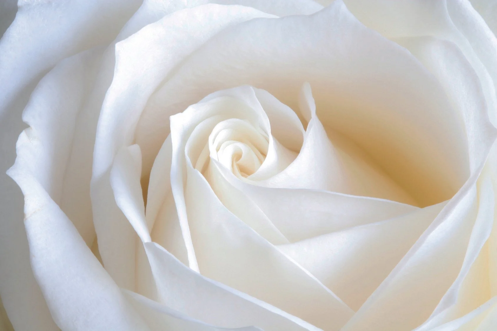 Witte roos nieuwe versie.jpg