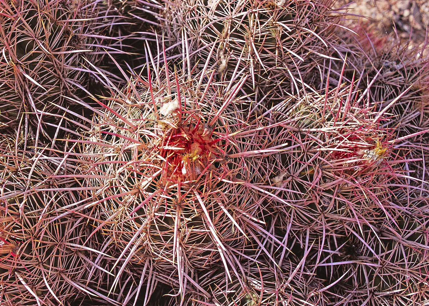 Cactus copy.jpg