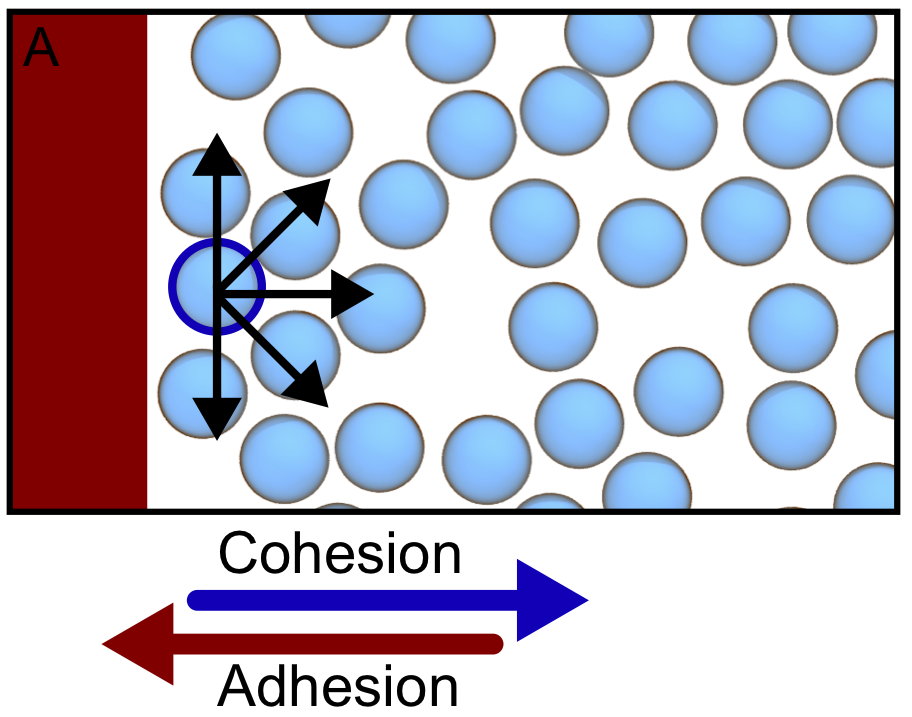 Cohesion versus Adhesion