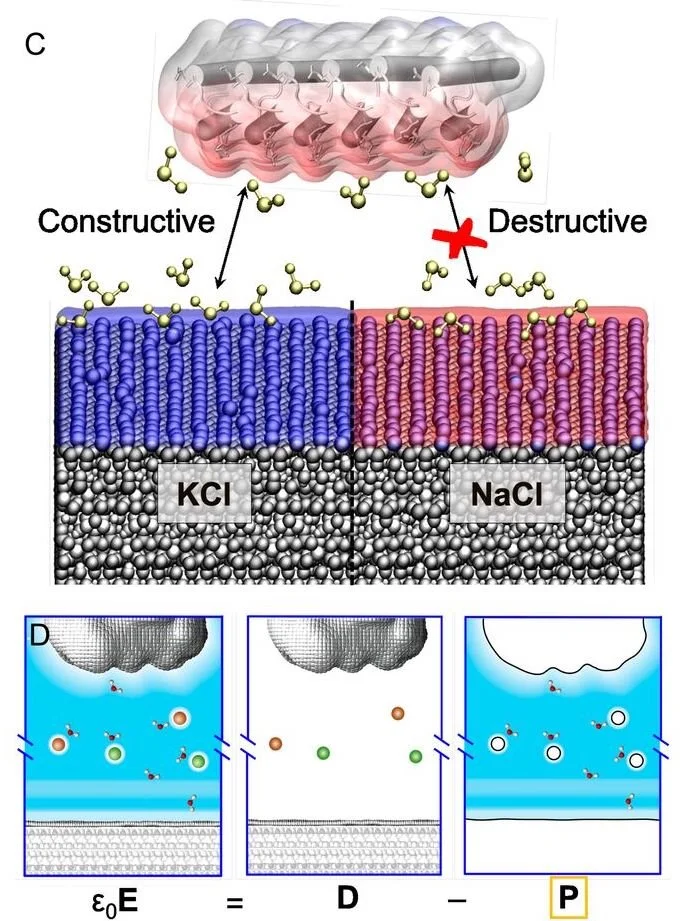 New paper in PNAS on Long Range Protein-Mineral Interactions