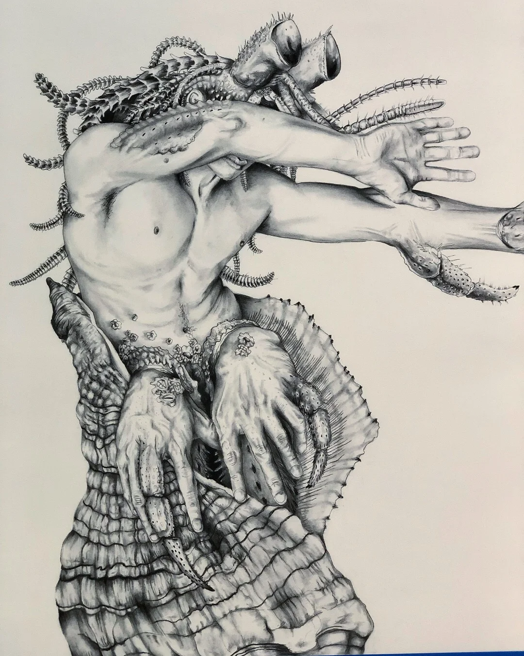 Paguroidea sapien.JPG