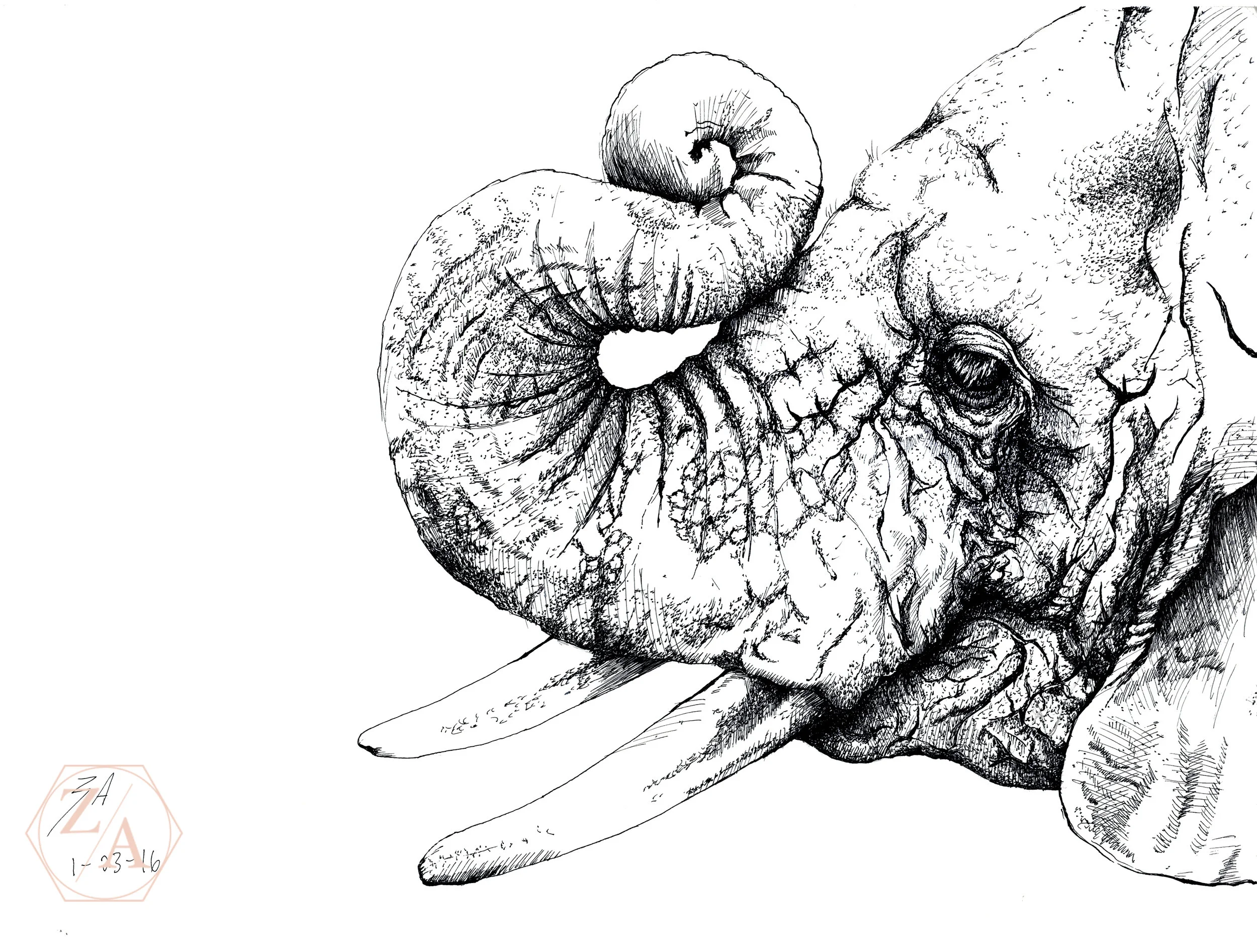 Elephant  copy.jpg