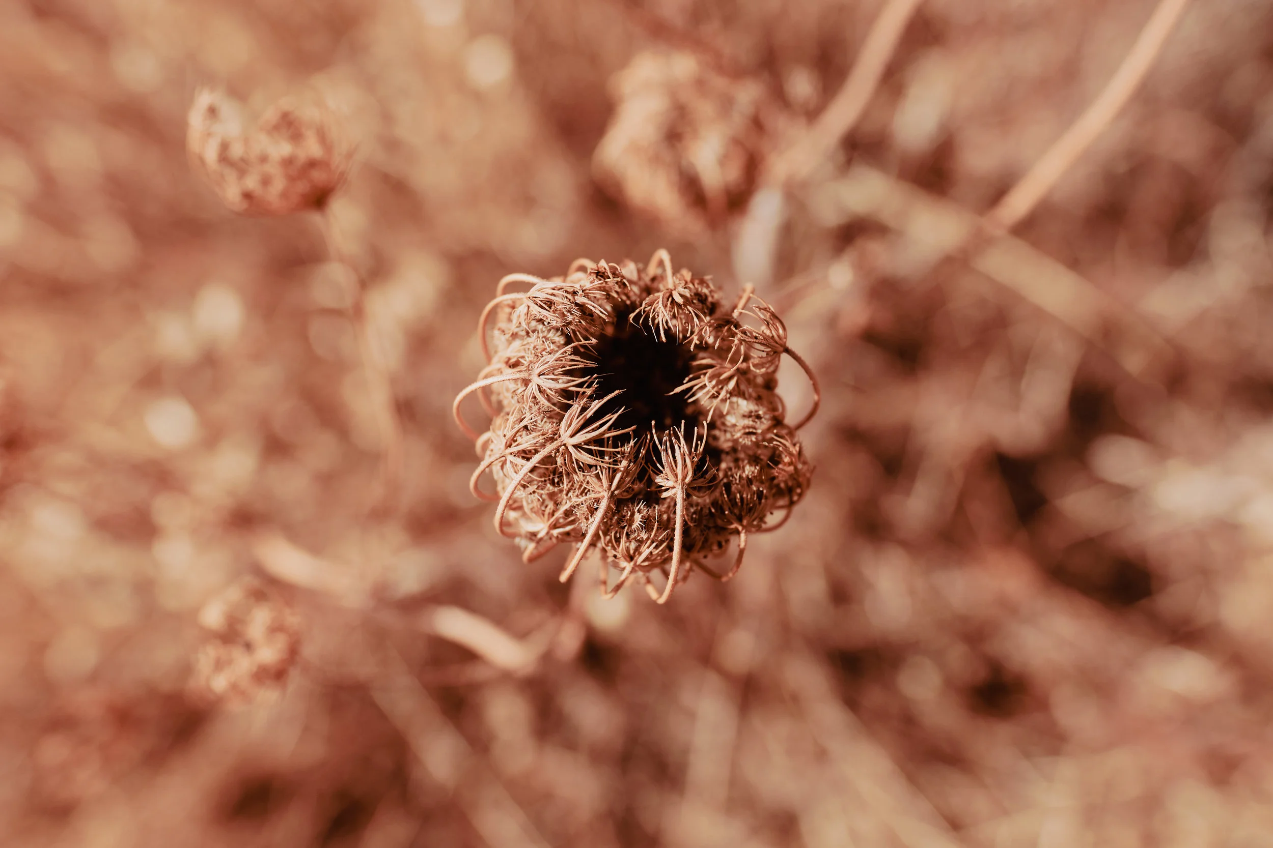 DSCF6667.jpg