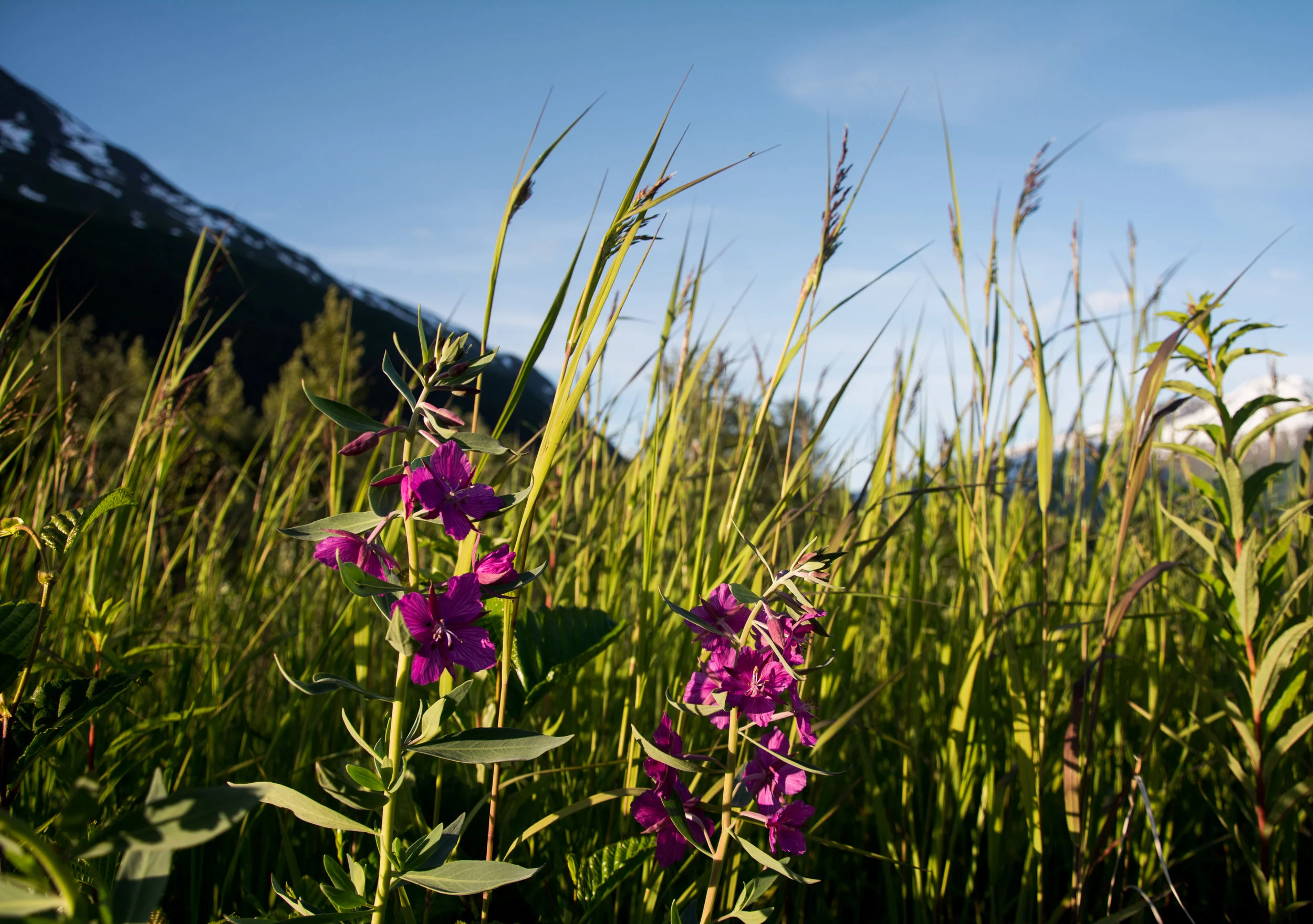 Chamaenerion Angustifolium - Fireweed