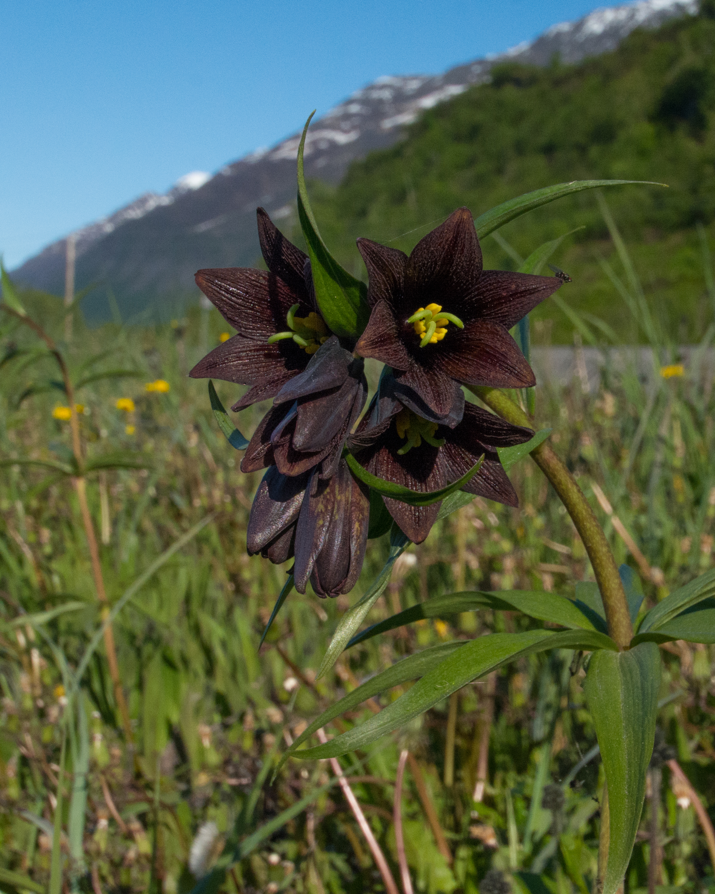 Chocolate lily - Fritillaria camschatcensis