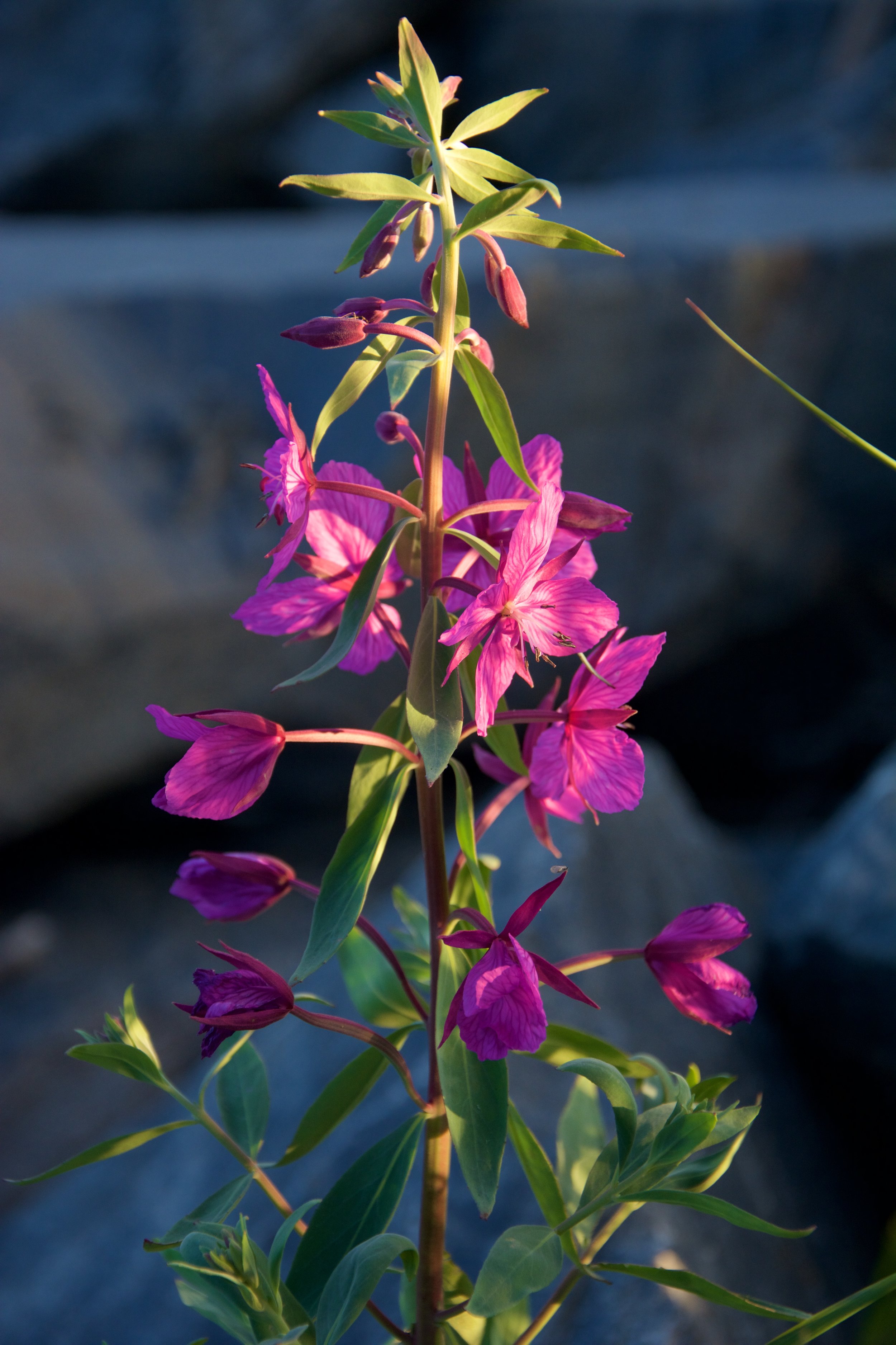 Chamaenerion Angustifolium - Fireweed