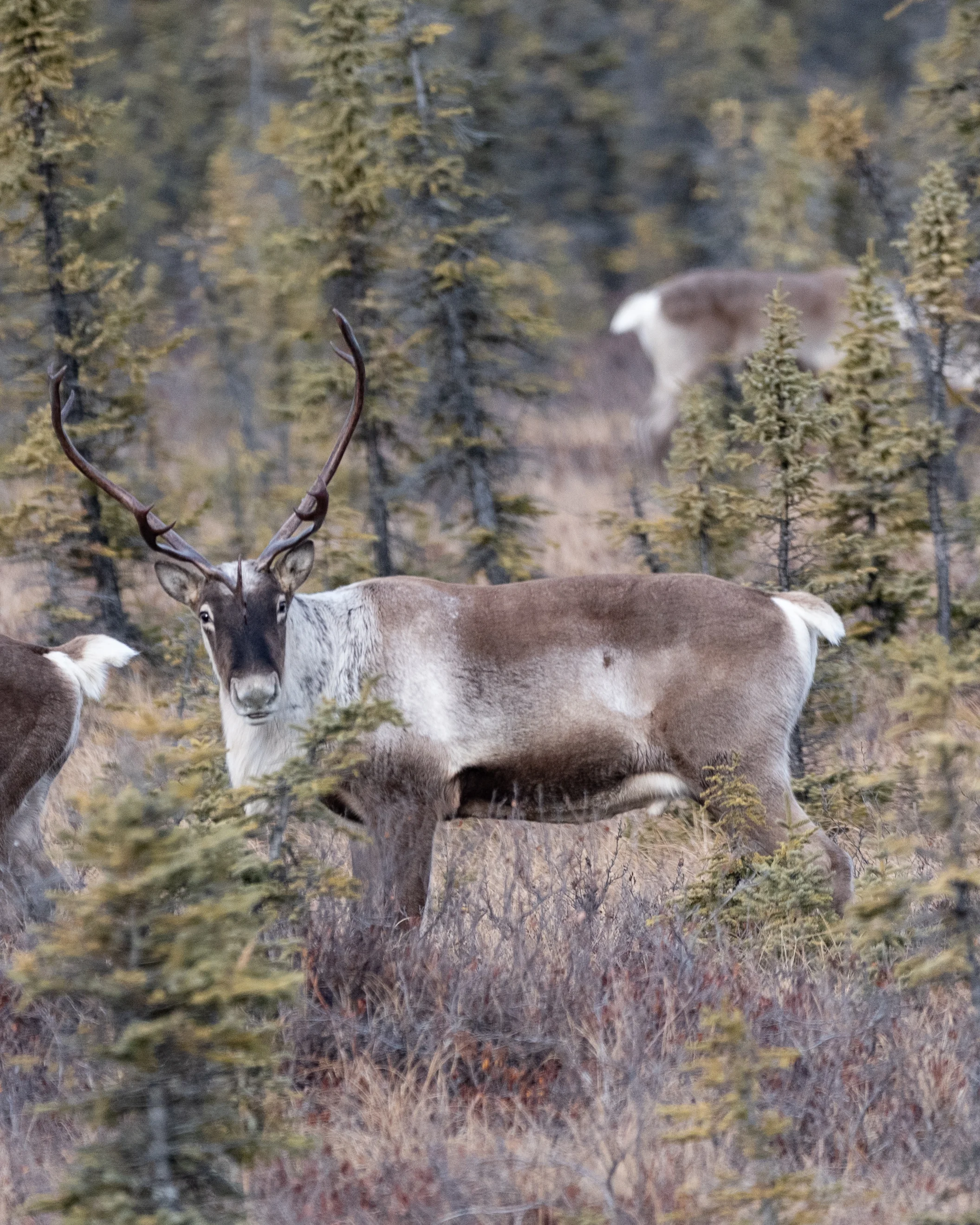 Caribou-4.jpg