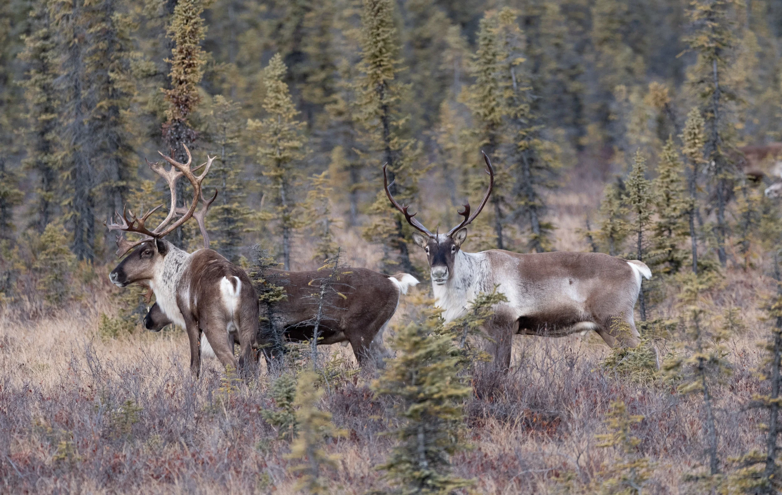 Caribou-6.jpg